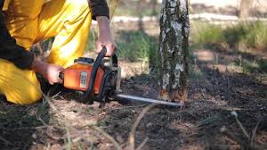 Best Tree Maintenance Programs  in Wahneta, FL